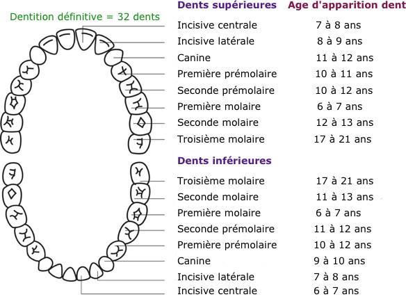 C:\Usuarios\Toshiba\Escritorio\schema-dents-definitives.png