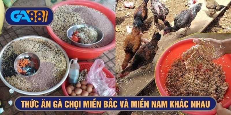 Gà chọi miền Bắc và miền Nam được chăm sóc phù hợp theo vùng