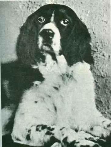 Photograph of Jim the Wonder Dog