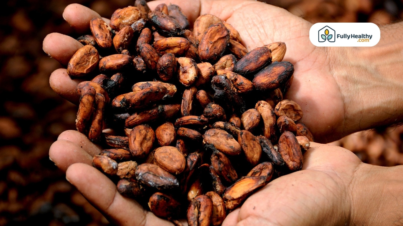 Hands holding handful of dried fermented cocoa beans outdoors