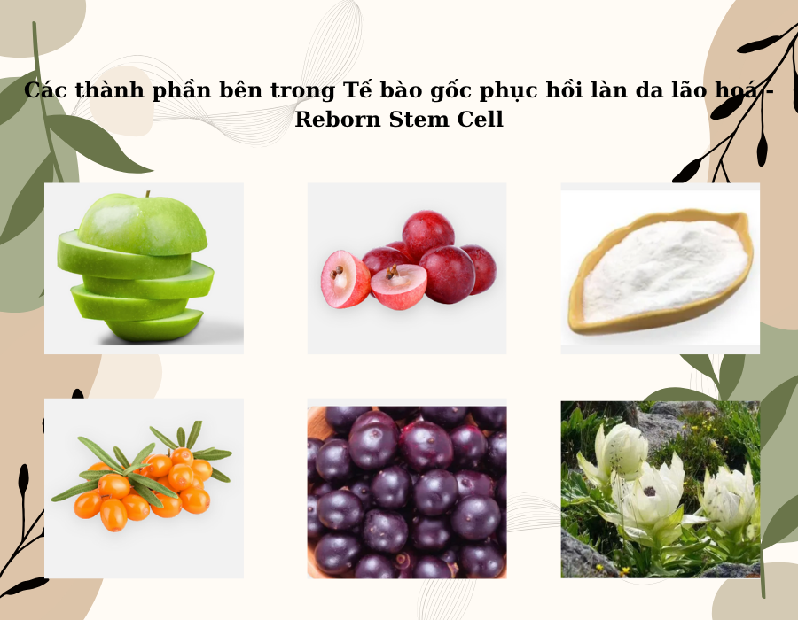 Tế bào gốc phục hồi làn da lão hoá - Reborn Stem Cell - Nhập khẩu từ Malaysia - Prife