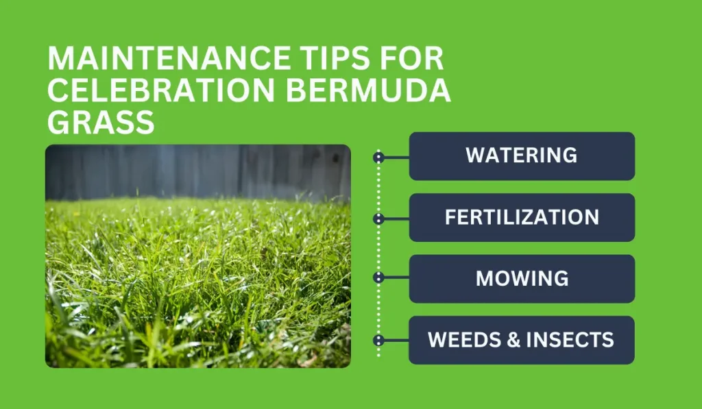 Bermuda Grass Care Tips