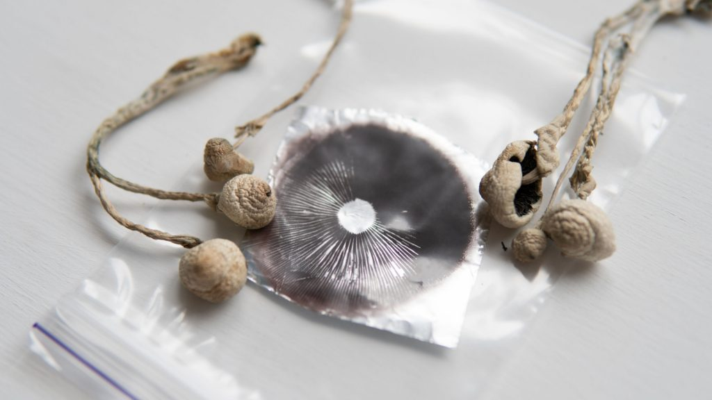 Exploring the Different Types of Mushroom Spores: Which One Is Right for You?