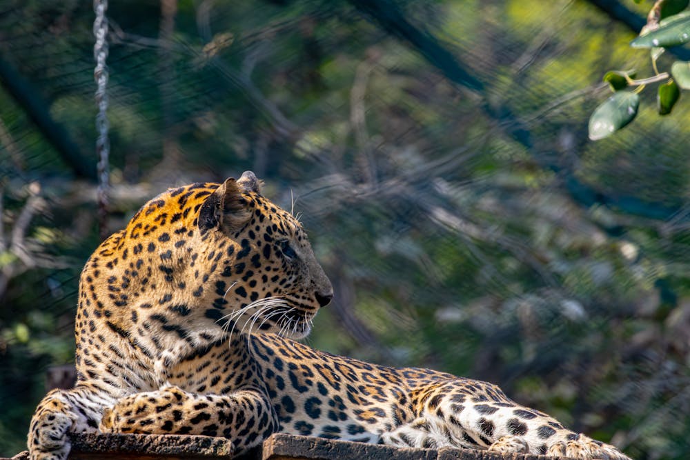 Majestic Leopard Resting in a Wildlife Habitat
