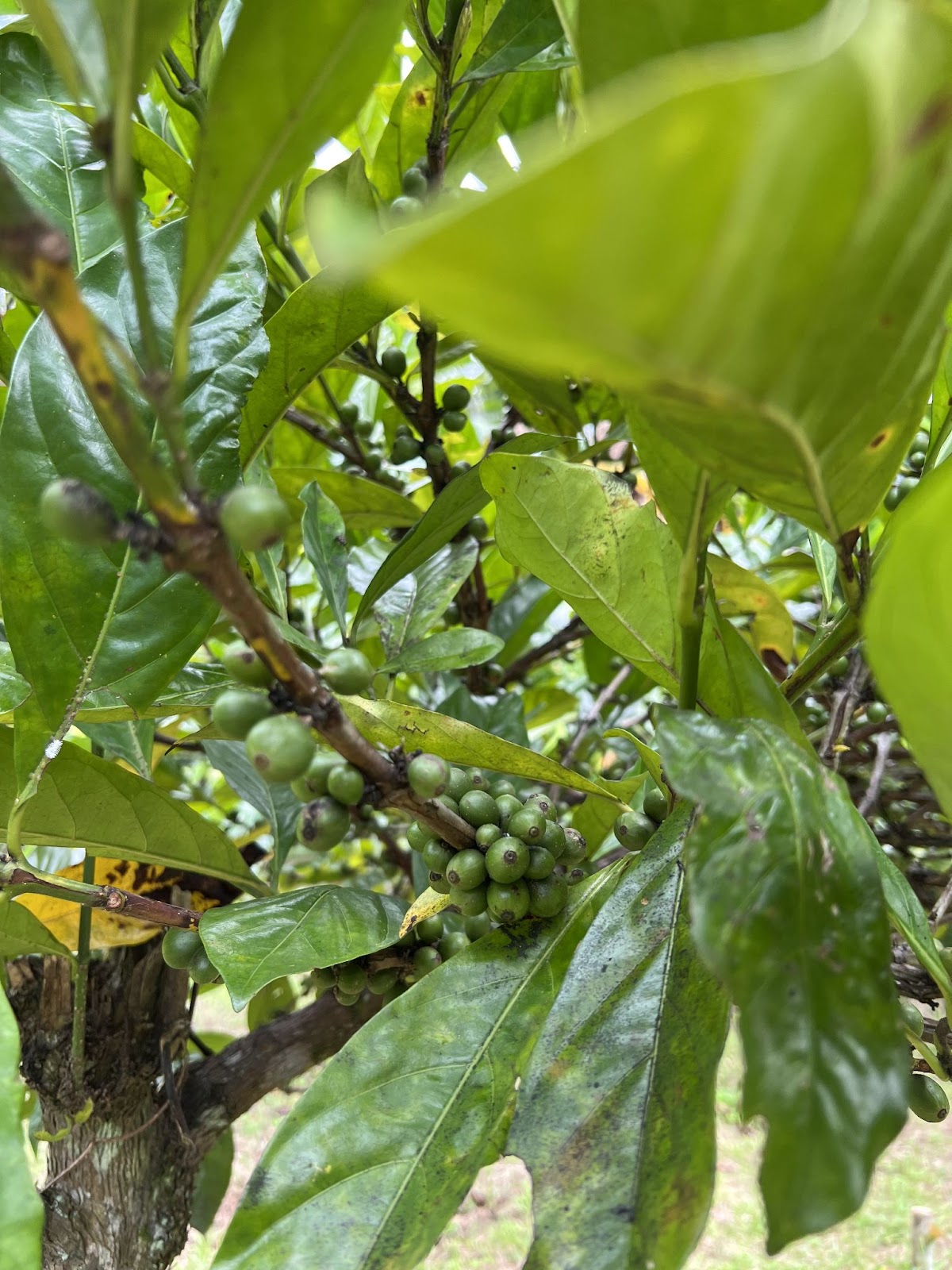 Close-up of green Philippine coffee beans growing on a tree, surrounded by lush green leaves.