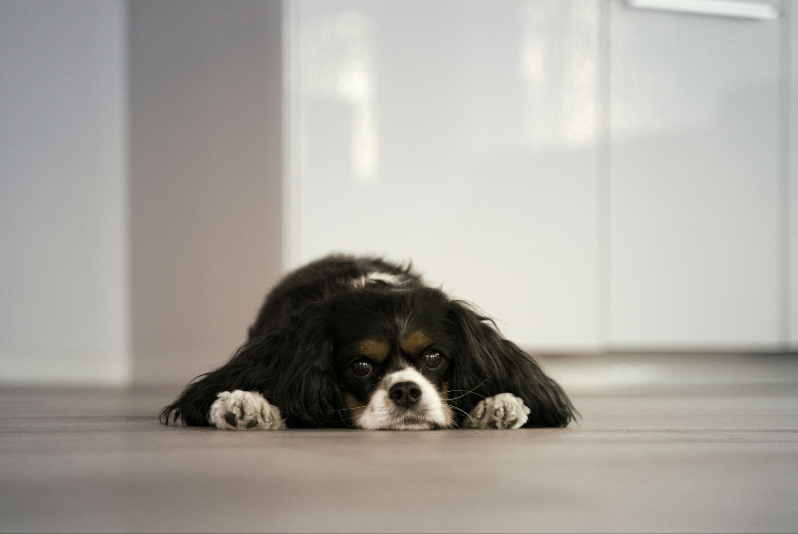 sad spaniel dog on floor upset