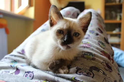 Siamese