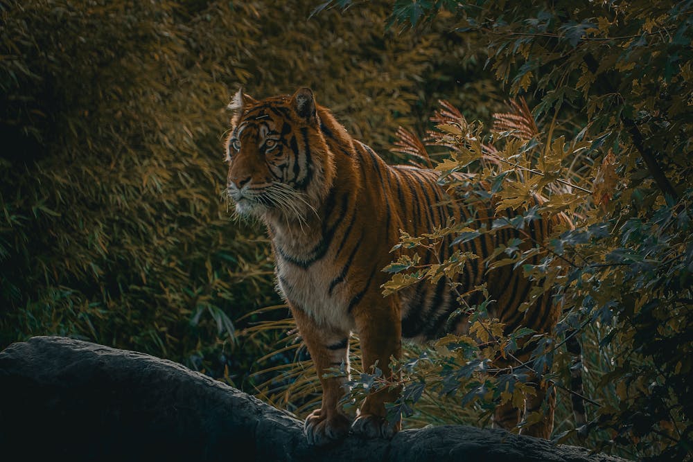 Tiger Standing in Forest