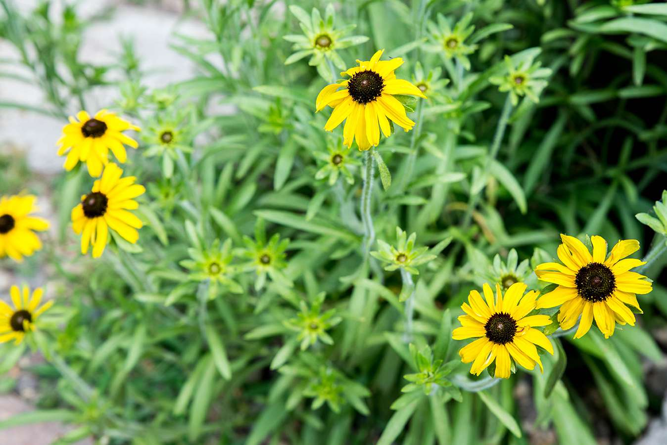 Planting and Propagation of Black-Eyed Susans