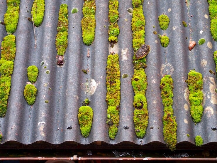 Friendswood Roofing: Protecting Against Algae and Mold