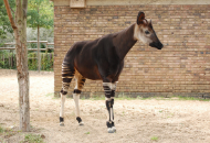 Okapi