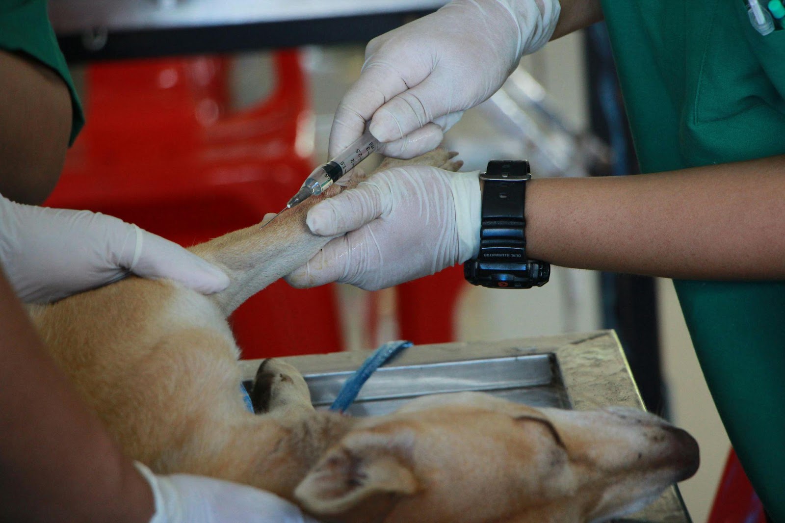 Dog at the veterinarian office