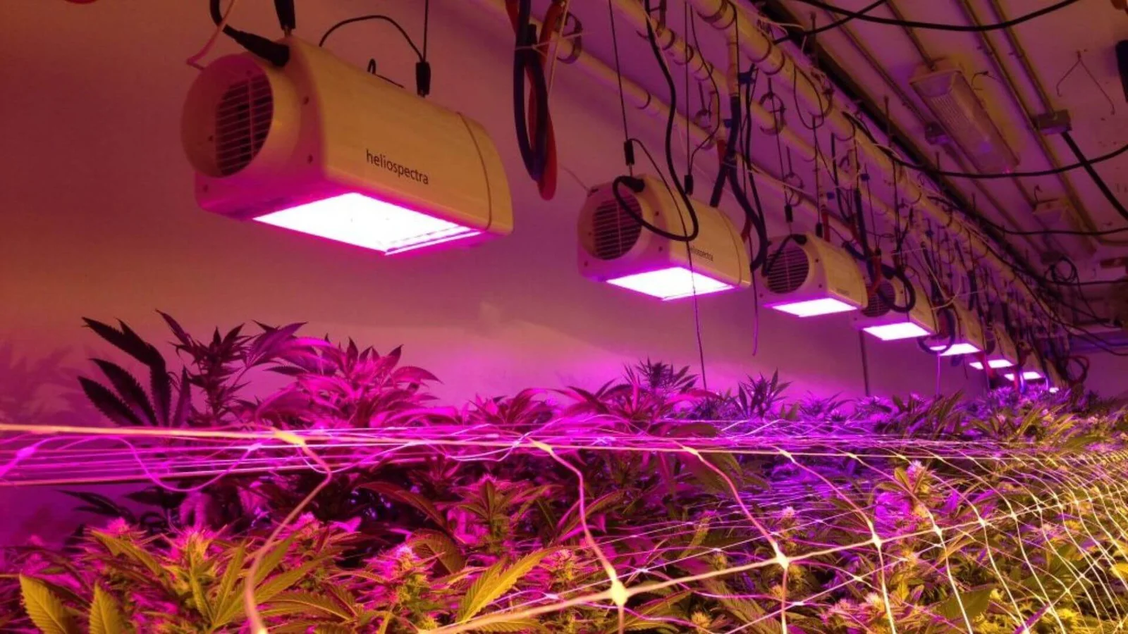 LED Grow Lights