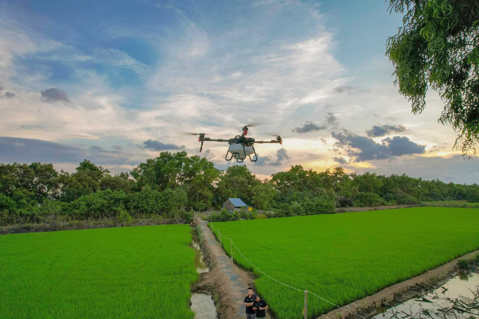 xịt thuốc cho khoai môn