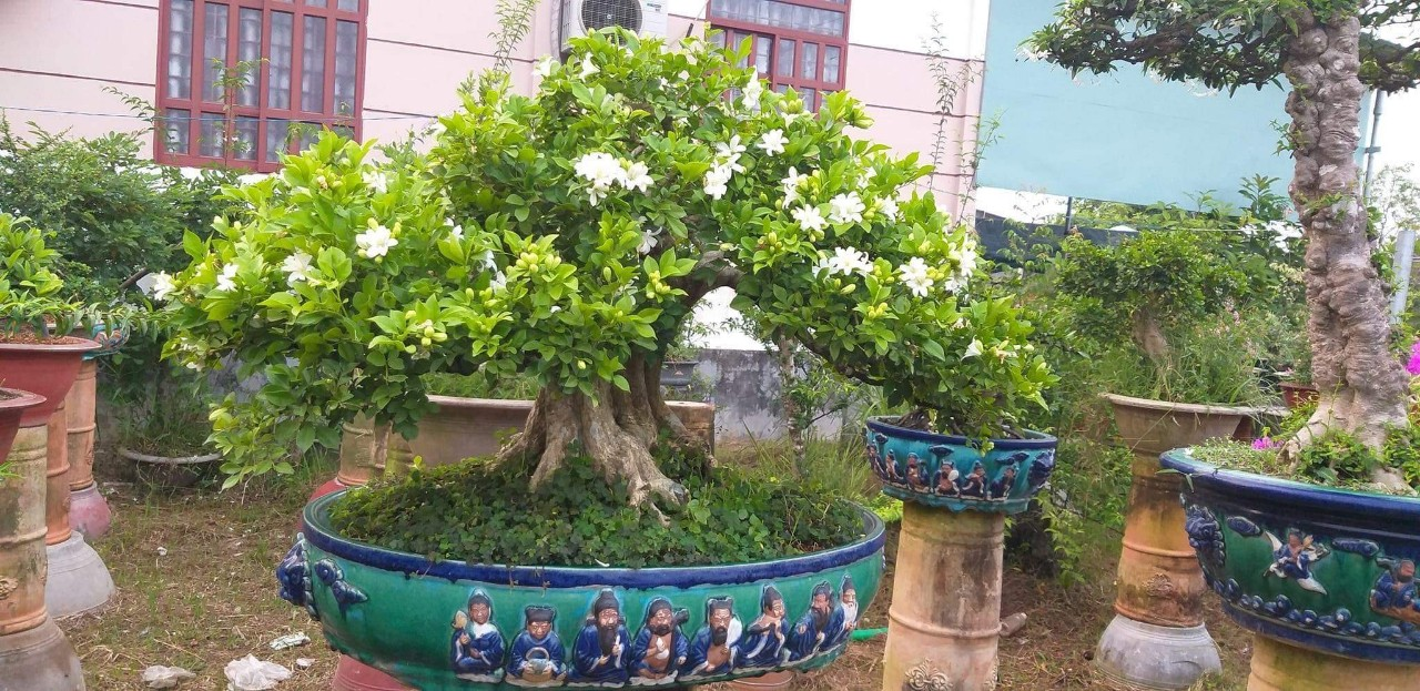 Cây Nguyệt Quế Bonsai