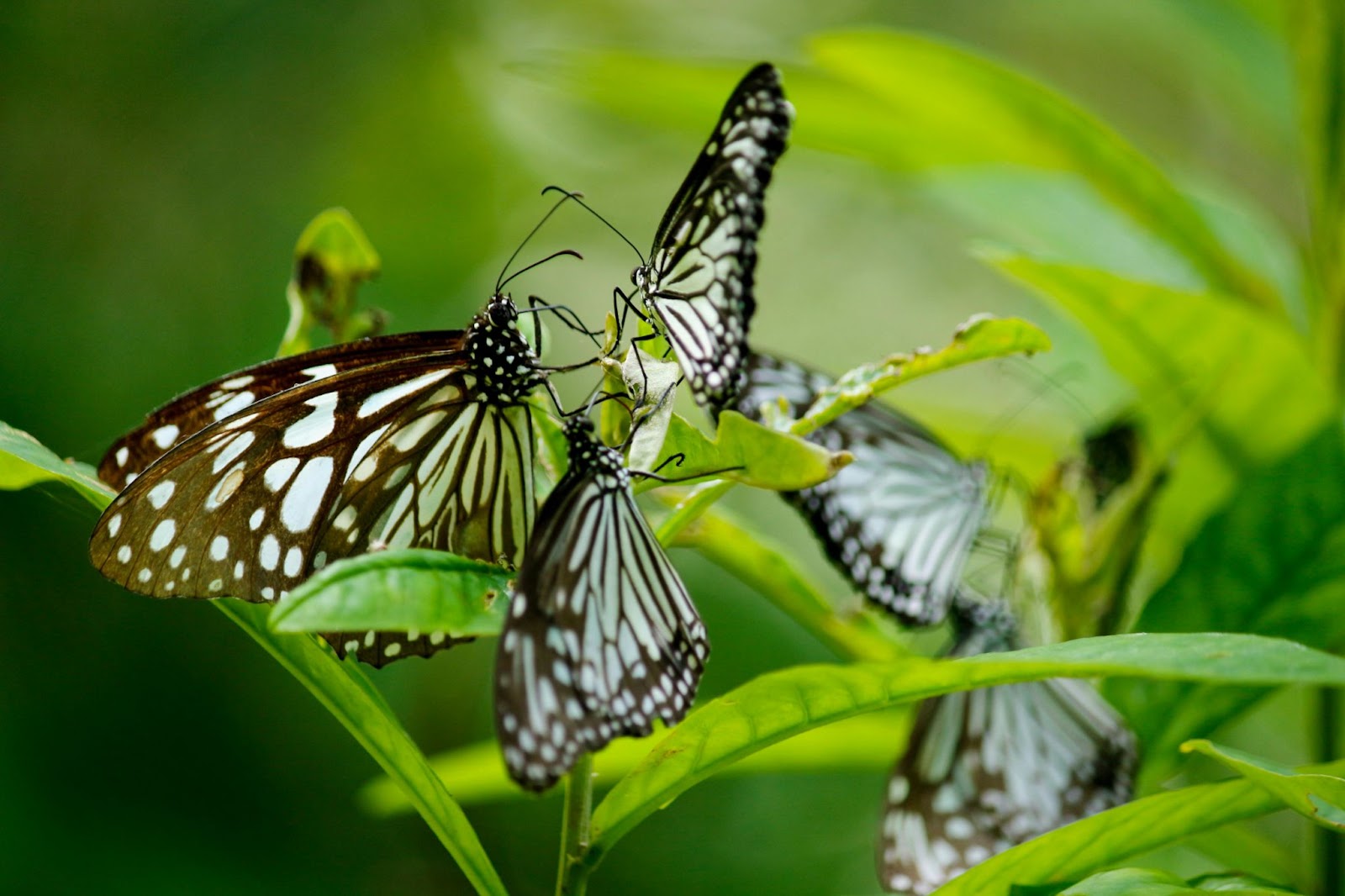 Butterfly Garden Decor for (2025)