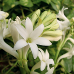 10 flowers name in Kannada
