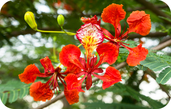 red flowers with plants in the background