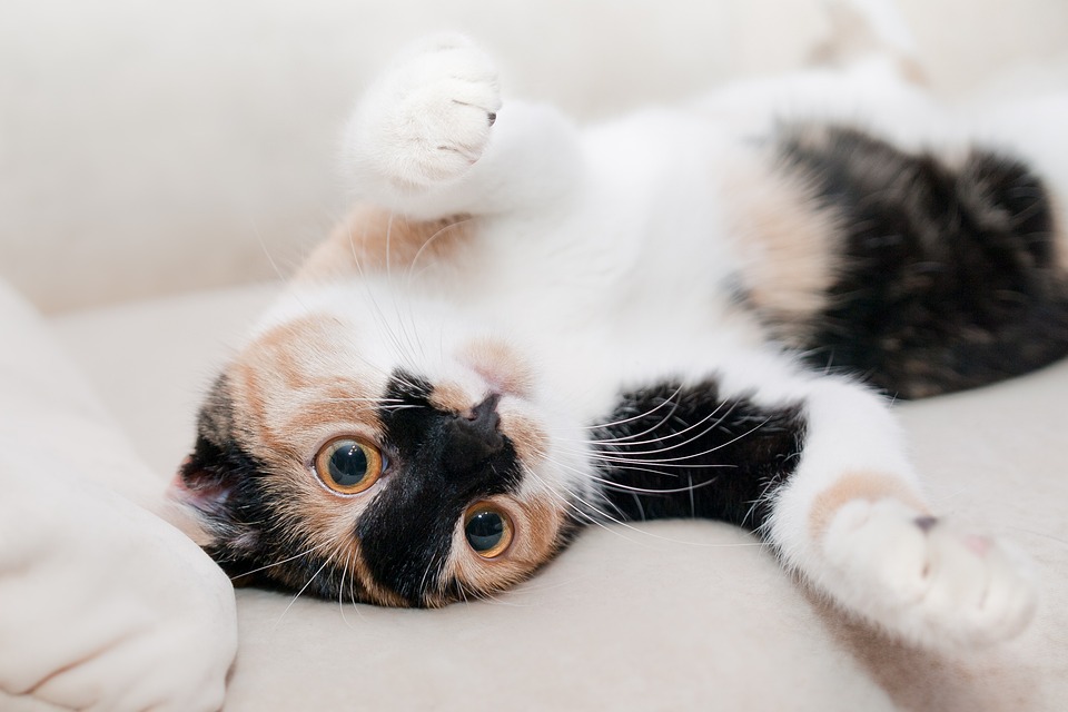 a cute multi-colored cat lying on the sofa