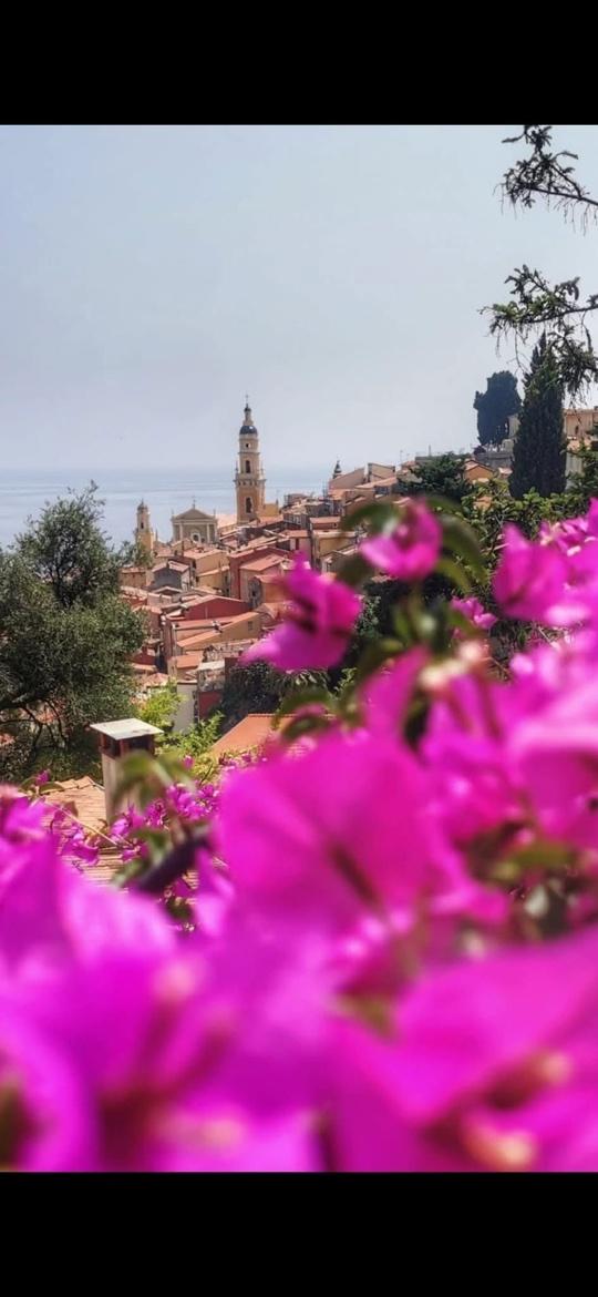 Purple flowers in front of a town

Description automatically generated