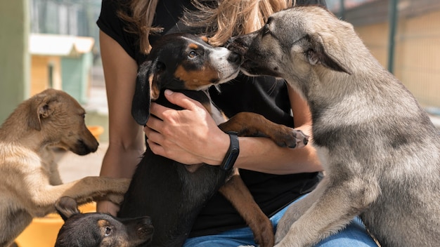 Best Tips for Adopting Rescue Pets