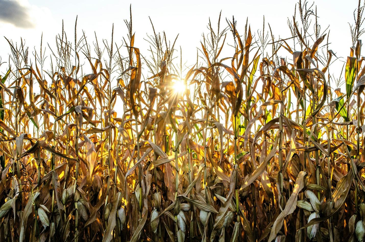 A field of corn with the sun shining through it

Description automatically generated