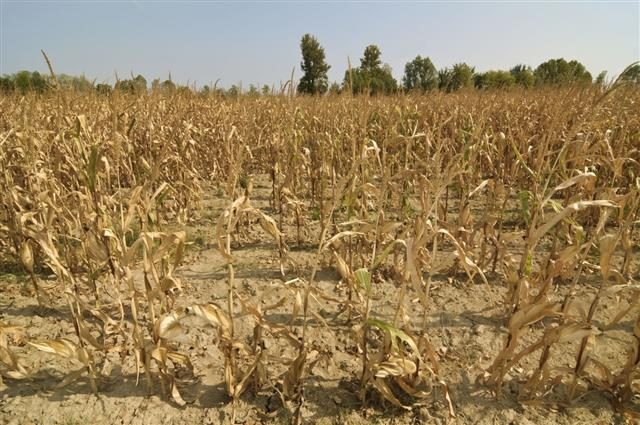 Over Use of Fertilizers can Destroy Crops