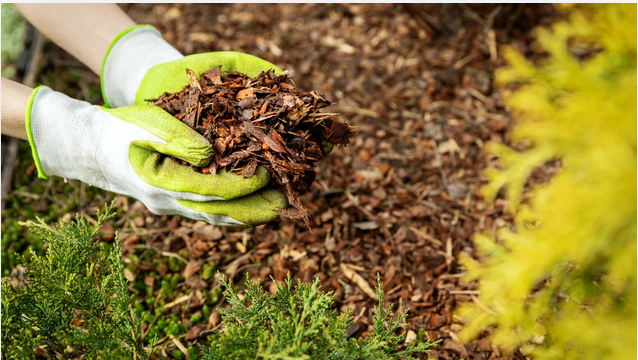 Will Vegetable Seeds Grow Through Mulch? Image showing a mulch for planting