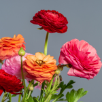 flowers names in hindi