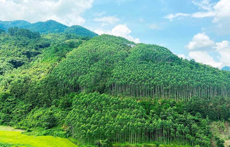 Năm 2023, Việt Nam đã thành công bán 10,3 triệu tín chỉ carbon rừng (Ảnh: Nguồn Internet)