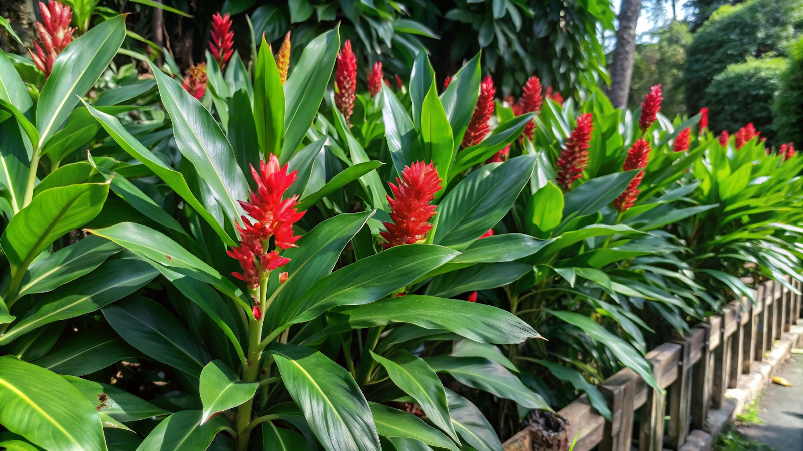 Cerca viva exuberante de alpínias vermelhas delimitando um jardim tropical