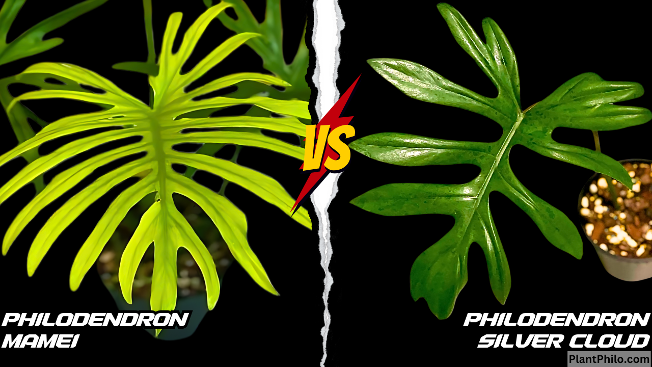 Philodendron Elegans vs. Mayoi leaf Comparison difference Leaf Shape Color Growth Habit Common Problems and Solutions