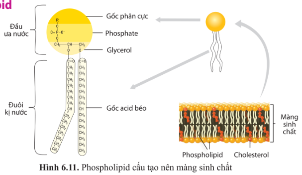 BÀI 6 - CÁC PHÂN TỬ SINH HỌC