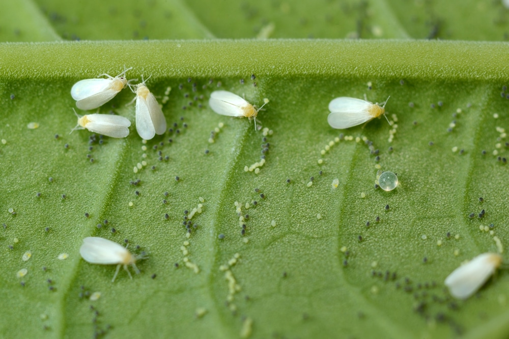 Biological Controls