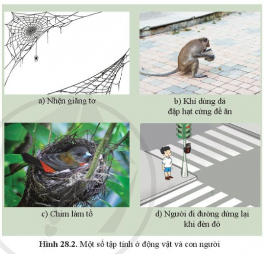 BÀI 28. TẬP TÍNH Ở ĐỘNG VẬT MỞ ĐẦUCâu hỏi: Quan sát hình 28.1, mô tả hoạt động của mèo và chuột. Hoạt động đó của mèo và chuột có được gọi là cảm ứng không?Đáp án chuẩn:Mèo đuổi theo chuột, rình và vồ chuột, chuột chạy trốn mèo → Hoạt động đó là cảm ứng.I. KHÁI NIỆM VÀ VAI TRÒ CỦA TẬP TÍNH Ở ĐỘNG VẬTCâu 1: Cho ví dụ tập tính ở một số động vật mà em biếtĐáp án chuẩn:Làm tổ của chim, đào hang của chuột và cua đồng,...Câu 2: Nêu vai trò của tập tính đối với động vậtĐáp án chuẩn:Đảm bảo cho động vật thích nghi được với môi trường sống.Câu 3: Quan sát hình 28.2:a. Nêu ý nghĩa của mối tập tính đối với động vật, con người ở hình a, b, c, db. Cho biết tập tính nào là bẩm sinh, tập tính nào là học được Đáp án chuẩn:Hình a: Bảo vệ bản thân, tránh kẻ thù → tập tính bẩm sinhHình b: Tìm kiếm thưc ăn → tập tính học được.Hình c: Thích nghi với môi trường sống → tập tính học được.Hình d: Bảo đảm an toàn cho bản thân → là tập tính học được.Câu hỏi 1: Cho biết những tập tính có trong bảng 28.1 là tập tính bẩm sinh hay tập tính học được. Nêu ý nghĩa của các tập tính đó đối với động vật.Đáp án chuẩn:Tiêu chí so sánhTập tính bẩm sinhTập tính học đượcÝ nghĩaChim, cá di cưx Tránh rét, tìm kiếm nguồn thức ăn và nơi sinh sản.Ong, kiến sống thành đànx Nhận biết đồng loại.Chó tiết nước bọt khi ngửi thấy mùi thức ănx Phản xạ tự nhiên của động vật khi tiếp xúc với thức ăn.Mèo rình bắt chuộtxxKiếm ăn.Chim ấp trứngx Duy trì nòi giốngThực hành: 1. Tìm hiểu một số tập tính của động vật:- Quan sát tập tính của một loài động vật có ở địa phương em hoặc xem video về tập tính của động vật.- Ghi chép thông tin hoặc hình ảnh về tập tính của động vật quan sát được theo mẫu bảng 28.2.- Trình bày kết quả quan sát được.Đáp án chuẩn:Động vậtTập tínhCách thể hiệnHổSăn mồiẨn nấp rình mồi, rượt đuổi, vò mồiGàTìm thức ănBới đất tìm giun đấtTrâu, bòQuay về nơi ởNghe tiếng kêu hoặc tiếng kẻng, trâu/bò sẽ quay về phía chủ và cùng đi về chuồngChóXua đuổi kẻ thùPhát hiện mùi lạ, chó sẽ cảnh báo  Vận dụng 1Câu hỏi: Nêu cơ sở của việc ghi âm tiếng mèo để đuổi chuộtĐáp án chuẩn:Dựa vào tập tính sợ mèo của chuột, khi nghe tiếng mèo kêu chuột thường bỏ chạy.Câu hỏi 2: Kể thêm một số ứng dụng hiểu biết về tập tính của động vật vào thực tiễn.   Đáp án chuẩn:Dạy hổ, voi, khỉ làm xiếc, dạy cá heo lao qua vòng tròn (giải trí).Thực hành: 2. Xây dựng thói quen học tập khoa học cho bản thân.Đáp án chuẩn:Học tập đúng giờ, làm bài tập đầy đủ.II. ỨNG DỤNG HIỂU BIẾT VỀ TẬP TÍNH VÀO THỰC TIỄNVận dụng 2Câu hỏi: Vì sao người ta có thế dùng biện pháp bẫy đèn ban đêm diệt côn trùng có hại?Đáp án chuẩn:Vì dựa vào tập tính bị thu hút bởi ánh sáng của côn trùng.Vận dụng 3Câu hỏi: Vì sao người dân vùng biển thường câu mực vào ban đêm?Đáp án chuẩn:Vì dựa vào đặc tính bơi lại tìm thức ăn khi cảm nhận được nguồn sáng của mực.Vận dụng 4