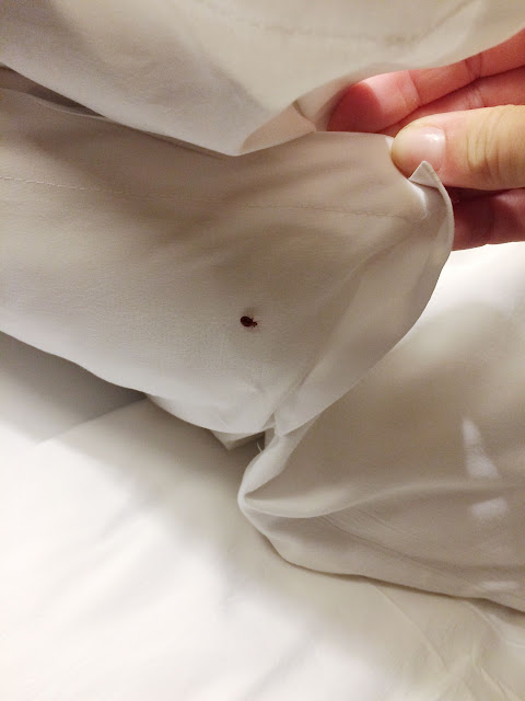 Close-up of a bed bug discovered under a white blanket, indicating potential infestation.