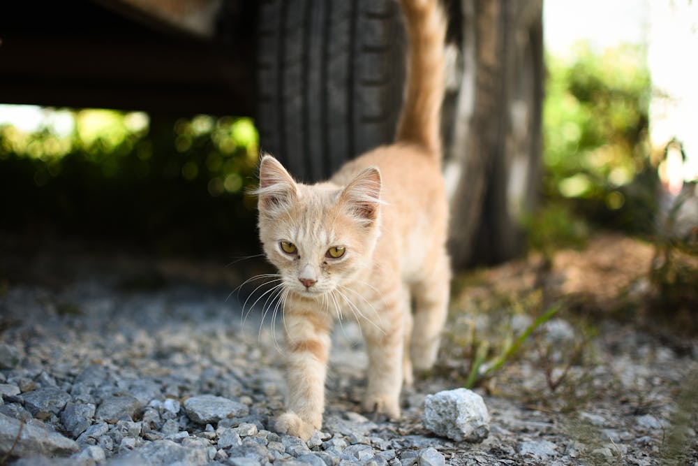 Adorable ginger kitten walking on stone ground near car