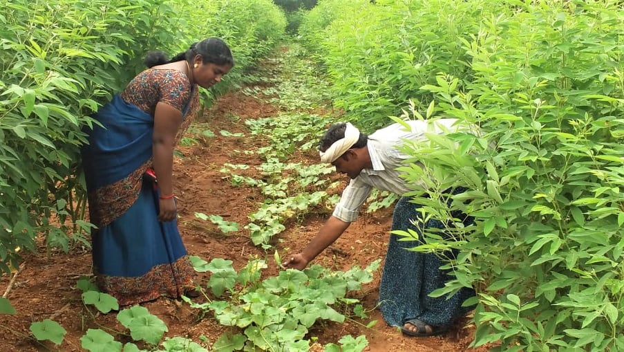 farming techniques in india