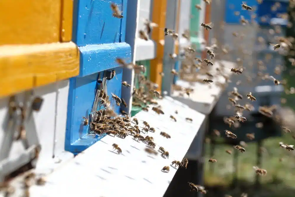 La dérive chez les abeilles : pourquoi se produit-elle et quelles sont les solutions pour y remédier? - APICULTEUR DÉBUTANT