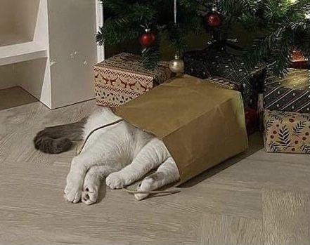 A cat lying in a bag under a christmas tree

Description automatically generated