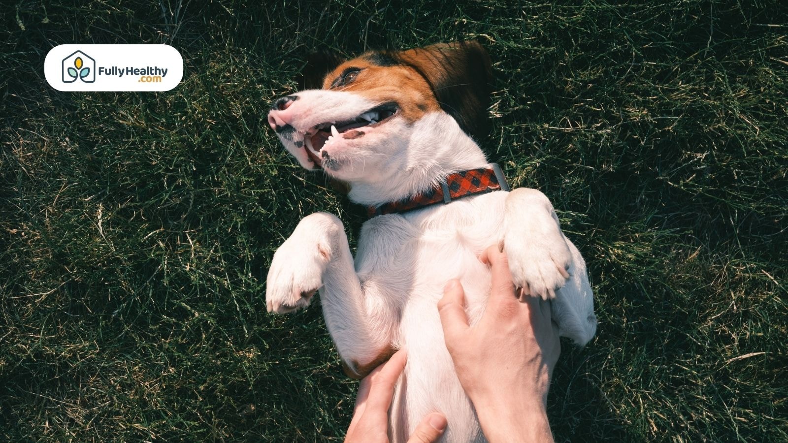 Happy dog lying in grass getting belly rub