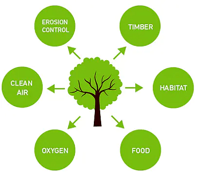 Importance of Forests - Environment Notes