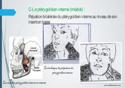 palpation du P médial.jpg