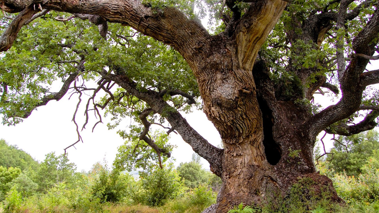 Drought Response in Older Trees