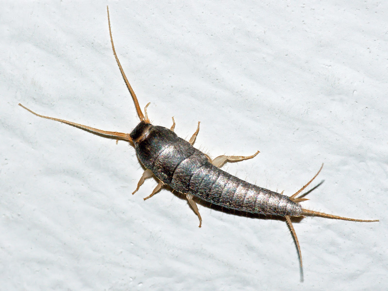 Silverfish Bugs and How to Get Rid of Them