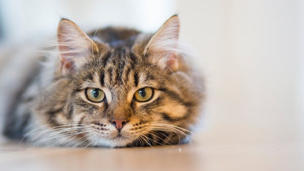Gray tabby cat lying down