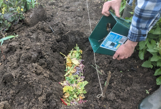 Adding compost material to a trench.