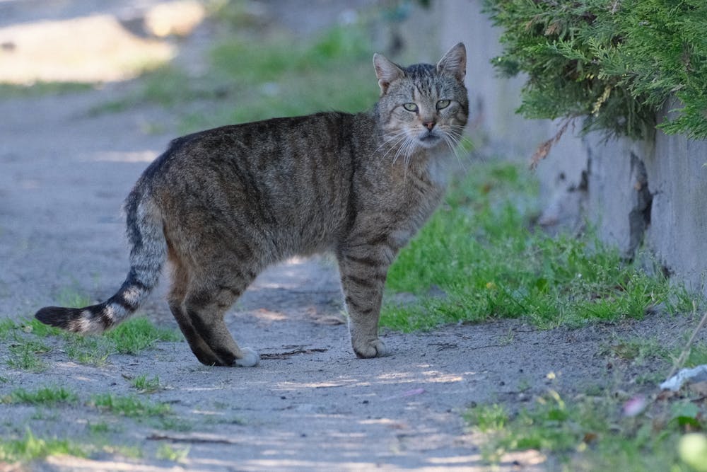 Outdoor Portrait of a Tabby Cat on a Pathway
