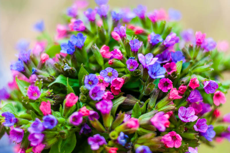 Pulmonaria Historical and Medicinal Background