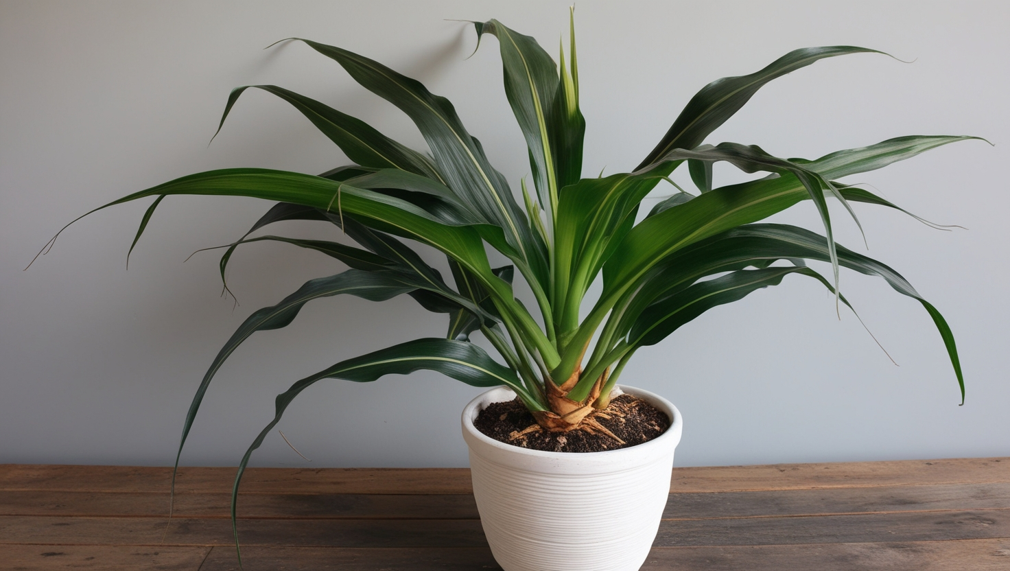 Is a Corn Plant Dracaena a Monocot or Dicot